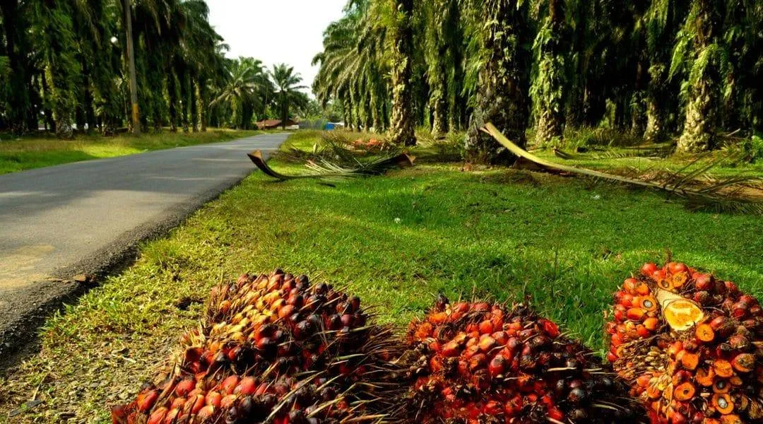 Fruits du palmier à huile au premier plan d’une plantation.