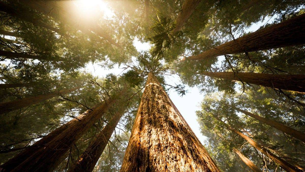 Cimes d’arbres éclairées par le soleil, vues depuis le sol.