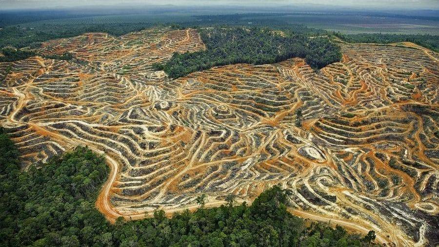 Vue aérienne d’une zone déboisée en bordure de forêt.