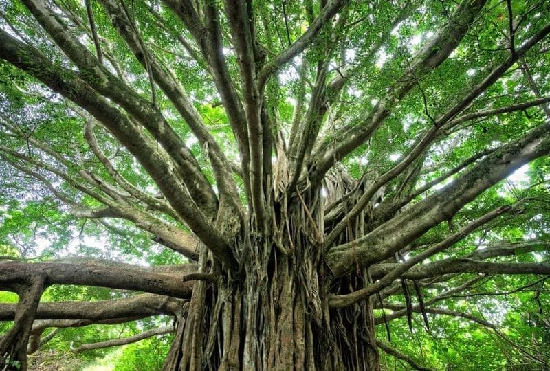 fondation-yggdrasil-site-internet-vitrine-addequa-agence-web-caen